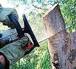How Our Tree Care Process Works  in  Desert Aire, WA