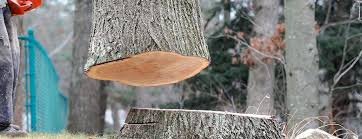 Best Tree Disease Treatment  in Desert Aire, WA